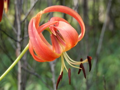 Lilium pyrophilum