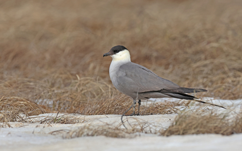 Págalo rabero (Stercorarius longicaudus)