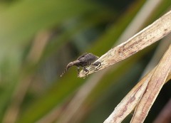 Stephanorhynchus crassus