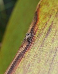 Stephanorhynchus crassus