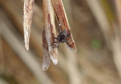 Stephanorhynchus crassus