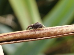 Stephanorhynchus crassus