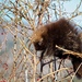 North American Porcupine - Photo (c) hmayo90, some rights reserved (CC BY-NC)