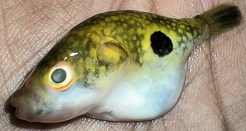 Ocellated pufferfish (Leiodon cutcutia) — Tetraodontidae