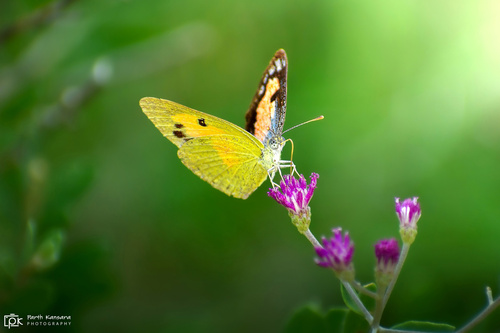 Blue-spotted Arab