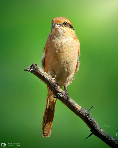 Alcaudón isabel (Lanius isabellinus)