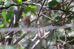 Thryophilus pleurostictus