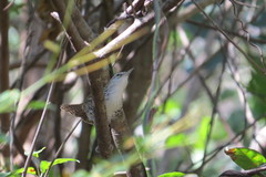 Thryophilus pleurostictus