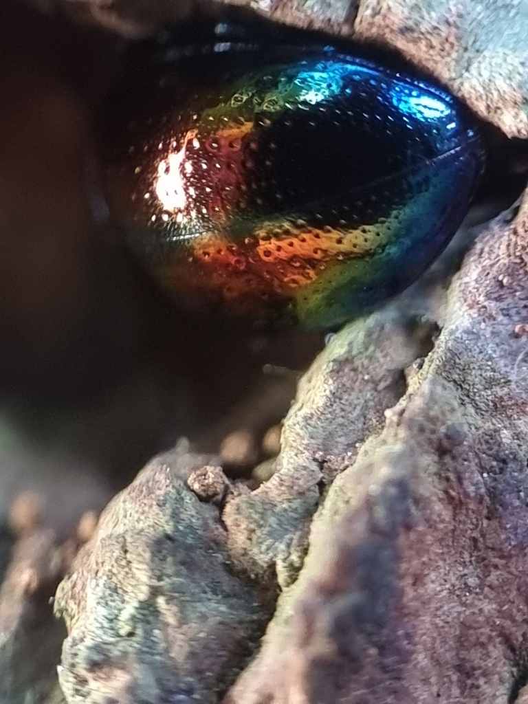 Darkling Beetles from Central Water Catchment, Singapore on August 1