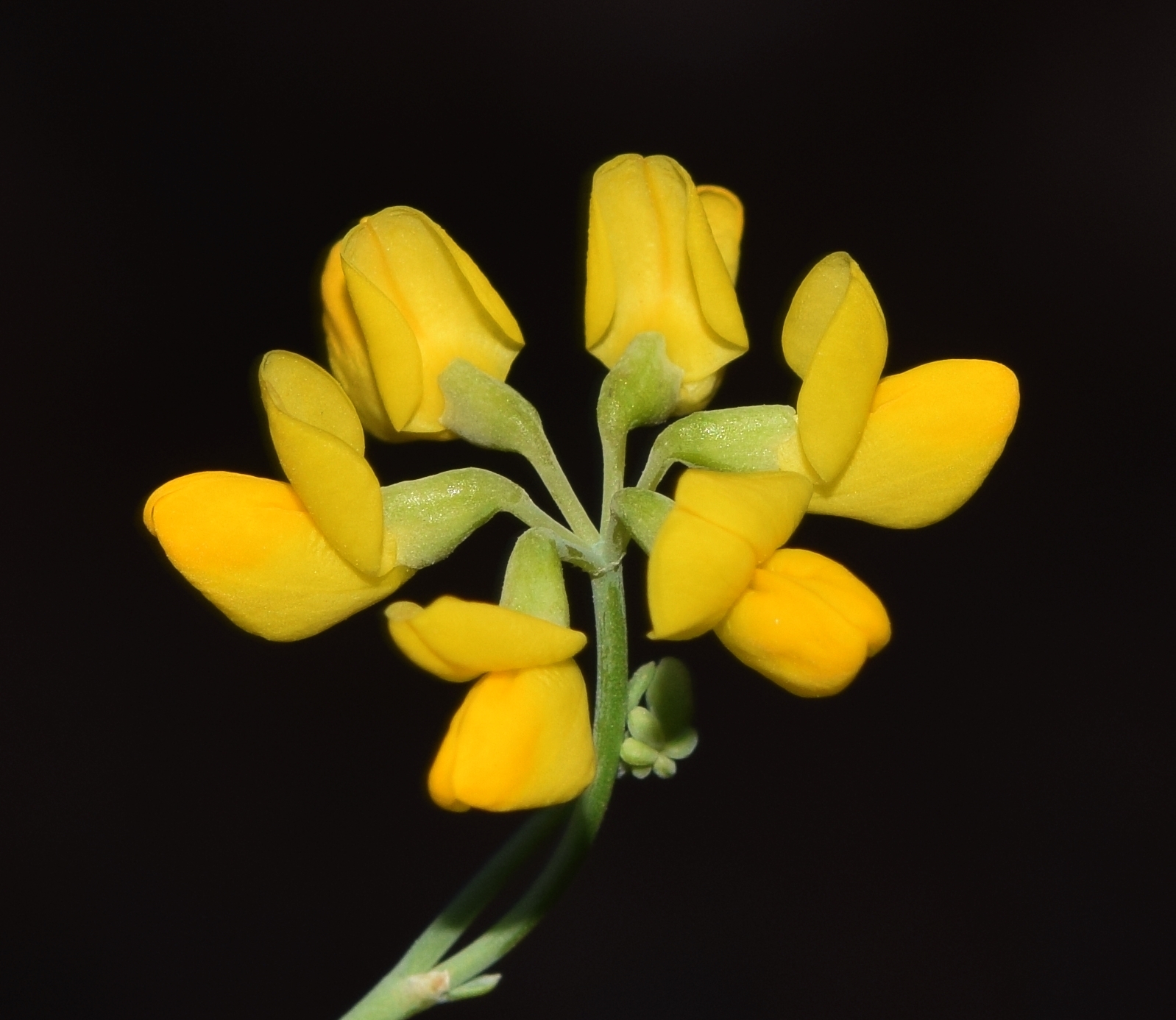 Coronilla juncea