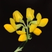 Narrow-leaved Scorpion-Vetch - Photo (c) faluke, some rights reserved (CC BY-NC), uploaded by faluke