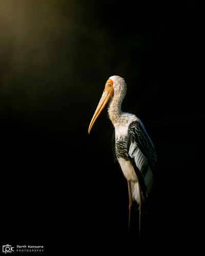 Painted Stork (Mycteria leucocephala), photo 8