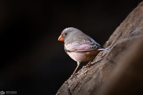 Camachuelo trompetero (Bucanetes githagineus)