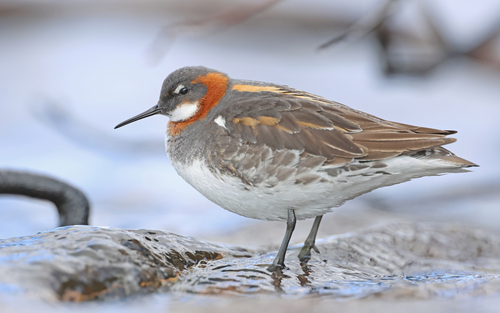 Phalarope à bec étroit