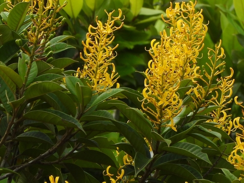 Vochysia ferruginea (Vochysia ferruginea)