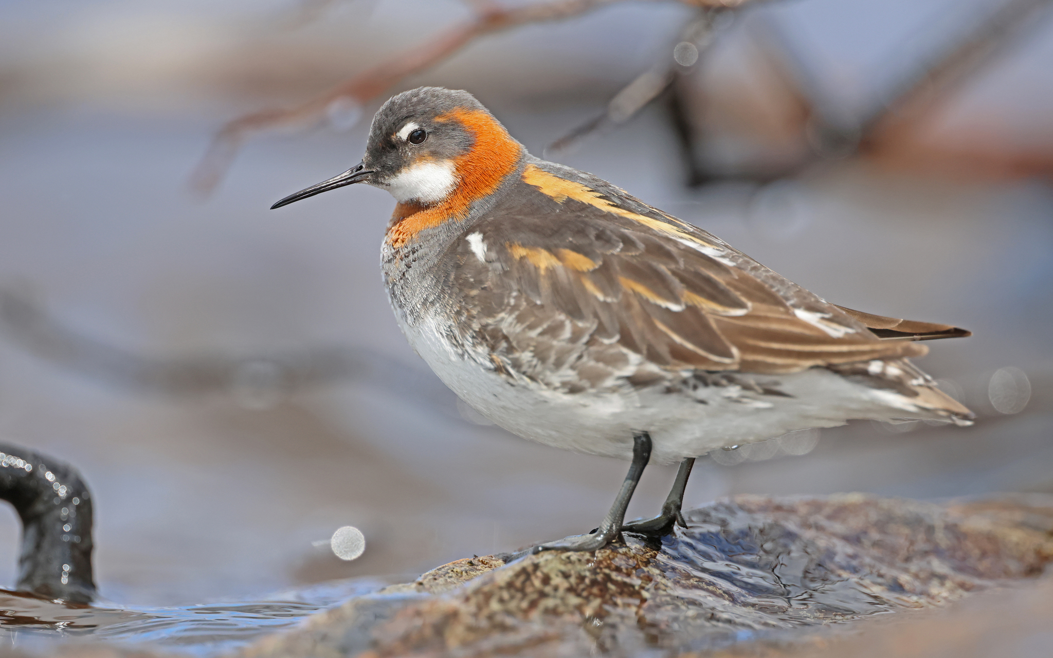 Red-necked Phalarope (Phalaropus lobatus)