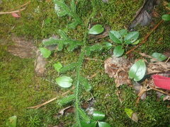 Media resource of Lycopodium clavatum