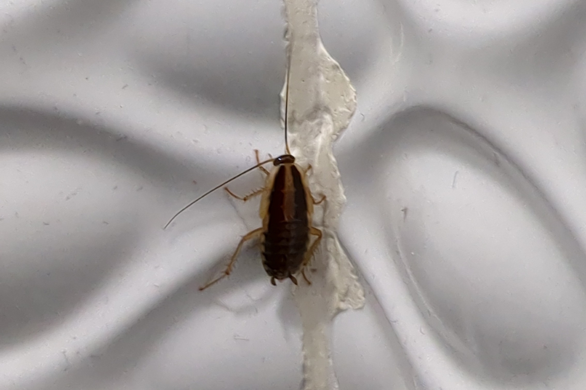 Cucaracha rubia
