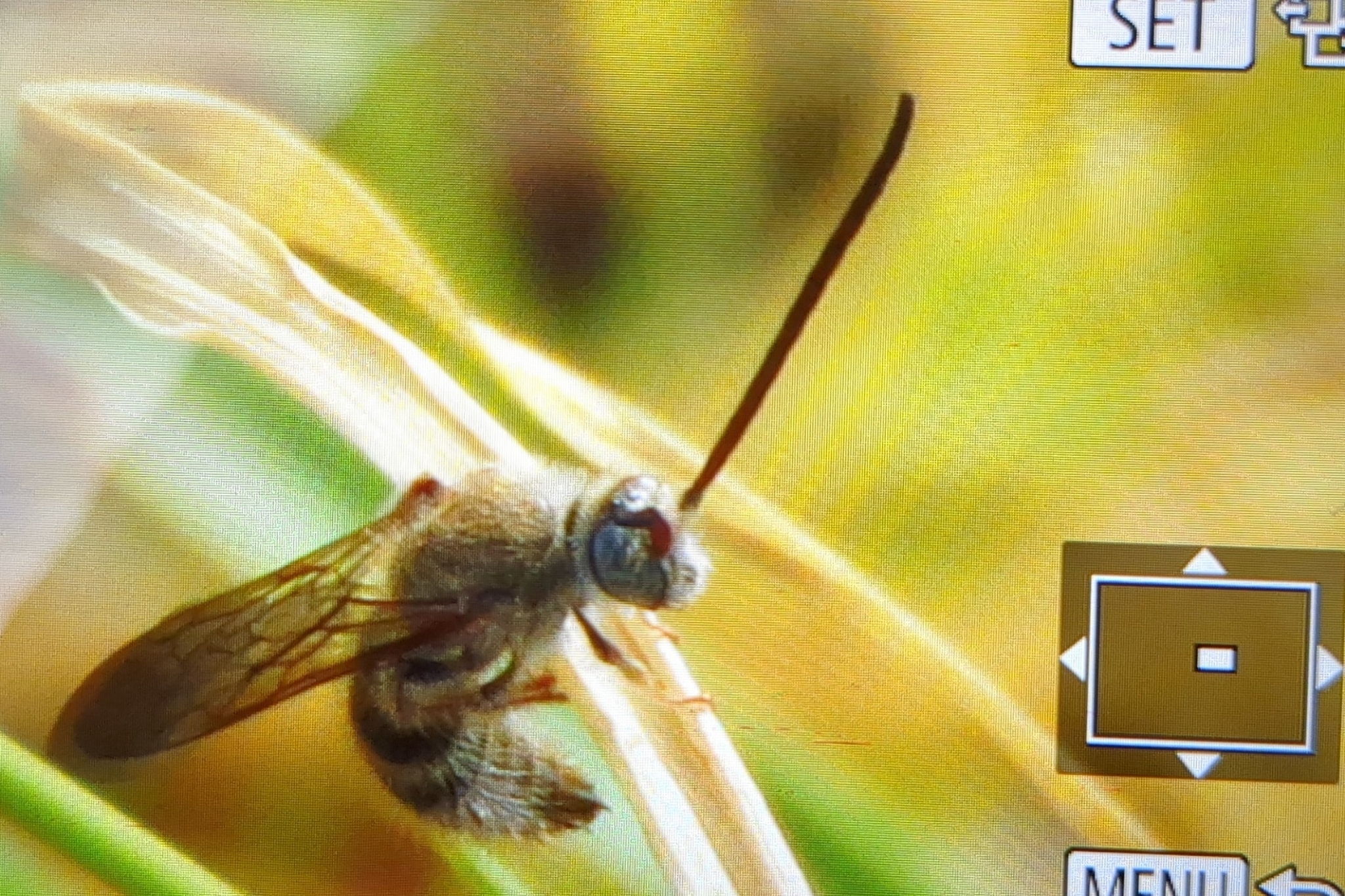 Micromeriella aureola