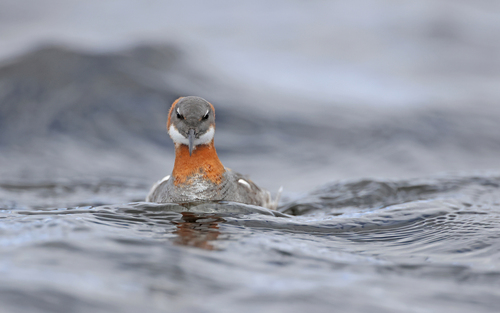 Phalarope à bec étroit