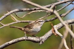 Campylorhynchus gularis