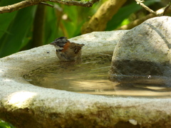 Zonotrichia capensis