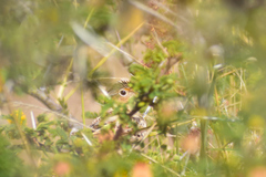 Ammodramus savannarum