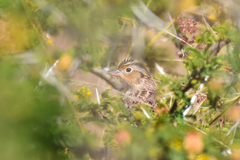 Ammodramus savannarum