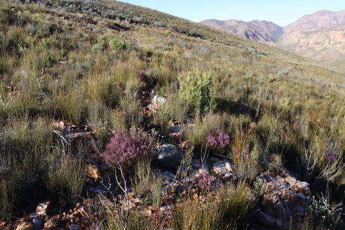 Image of Muraltia juniperifolia by (c) Tony Rebelo, some rights reserved (CC BY-SA)