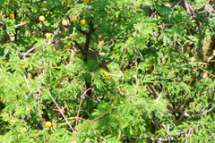 Geothlypis poliocephala