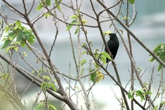 Acridotheres cristatellus formosanus