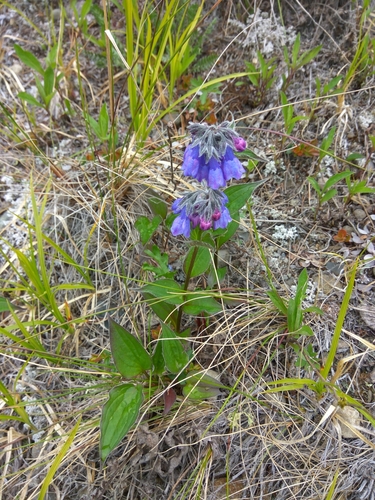 Image of Mertensia kamczatica by (c) Валерия Ковалева, some rights reserved (CC BY)