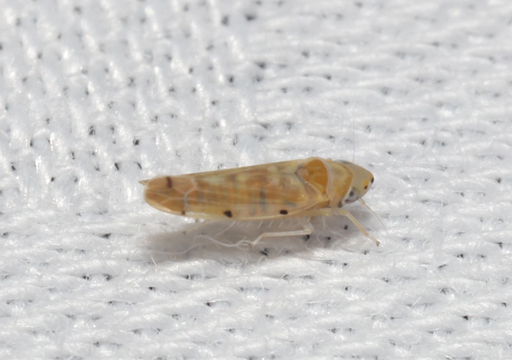 Opamata lipcowa