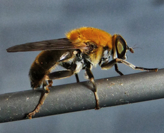 Pterallastes thoracicus