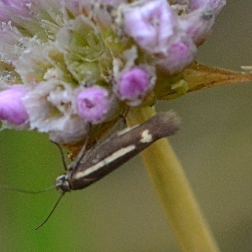 Scythris knochella