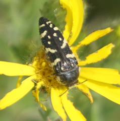 Acmaeodera macra