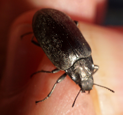 Bothrotes canaliculatus