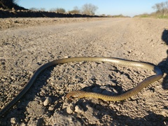 Chironius maculoventris