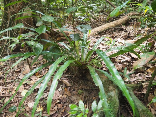 Asplenium simplicifrons, photograph 6