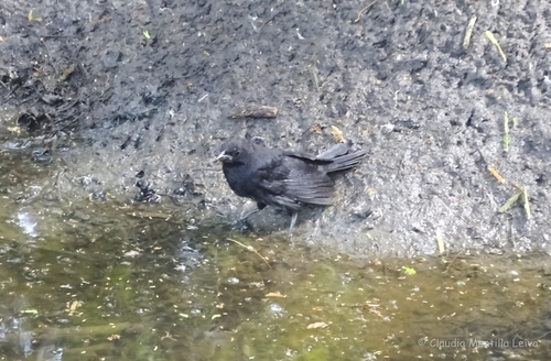 Cuban Blackbird