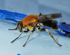 Pterallastes thoracicus