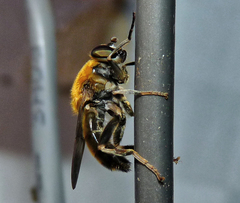 Pterallastes thoracicus