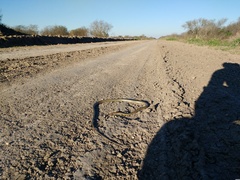 Chironius maculoventris