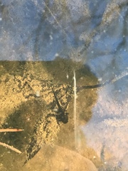 Ambystoma opacum