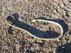 Chironius maculoventris