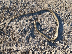 Chironius maculoventris