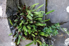 Notogrammitis patagonica