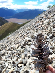 Notothlaspi rosulatum