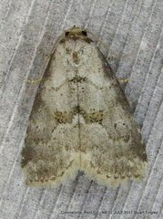 Hyperstrotia pervertens