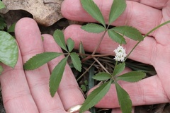 Panax trifolius